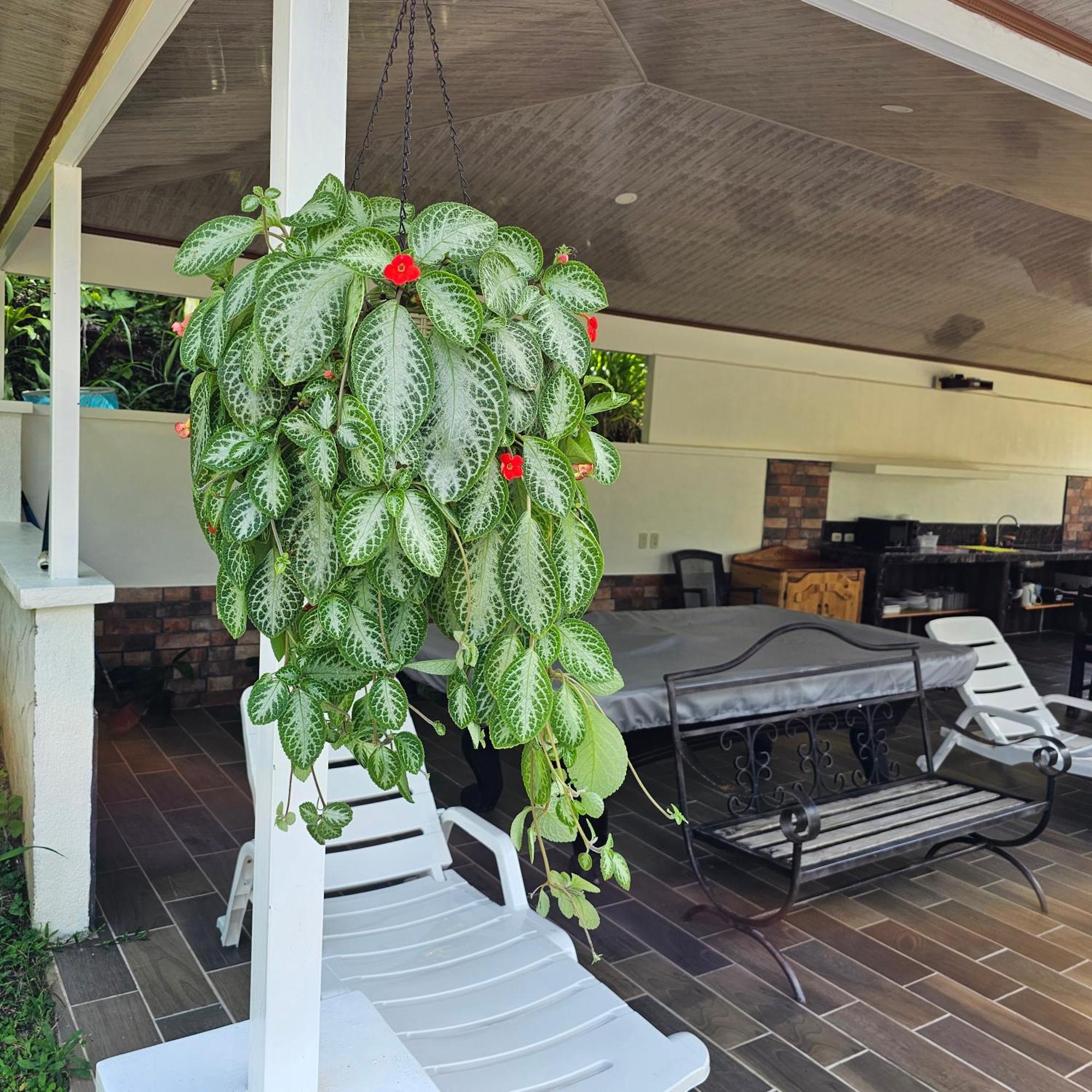 Lumbres Arenal Villa La Fortuna Eksteriør bilde